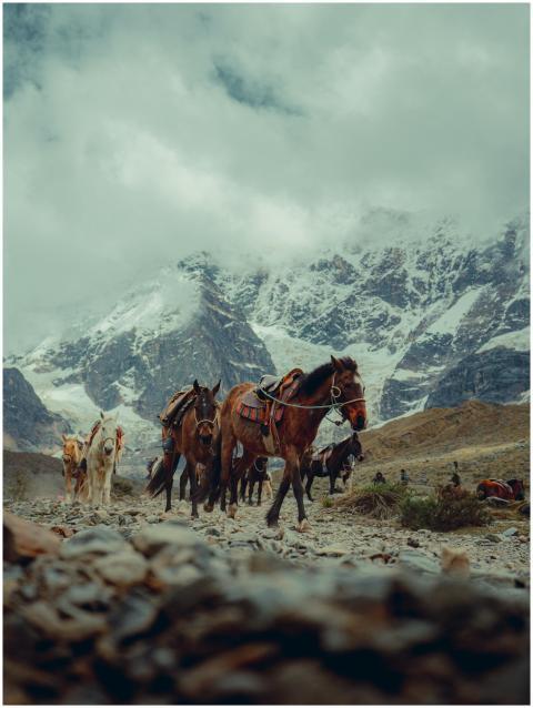 Horses trek in Cusco, Peru, with the Andes mountai
