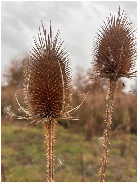 Macro Wild Teasel Plants