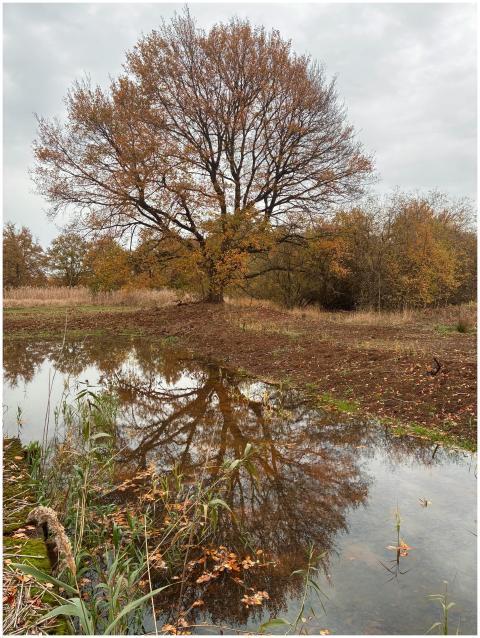 Serene Autumn Tree Reflection