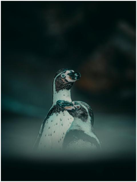 Close-up image of two Humboldt penguins with blurr