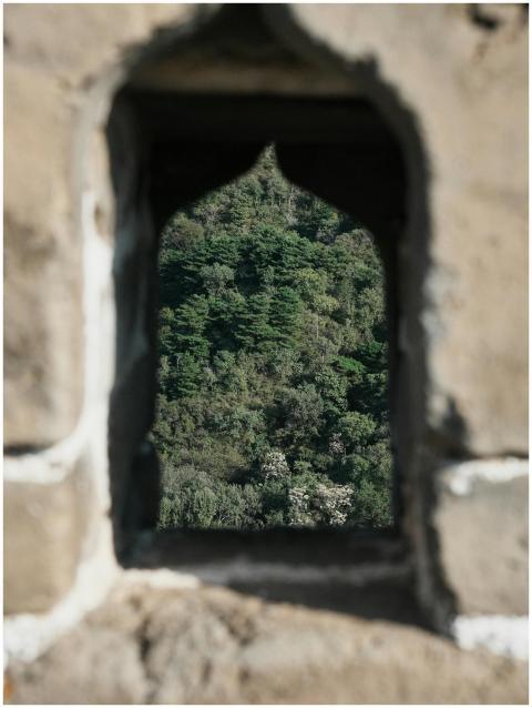 A view of dense forest greenery framed by a rustic