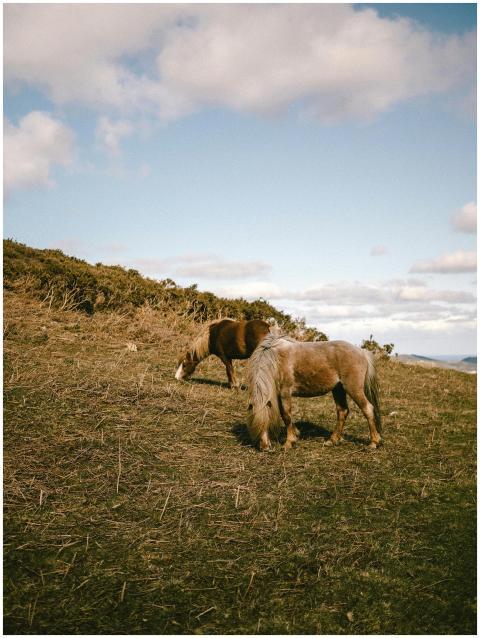 Two horses grazing in a picturesque North Wales fi