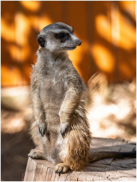 A vigilant meerkat (Suricata suricatta) on the loo