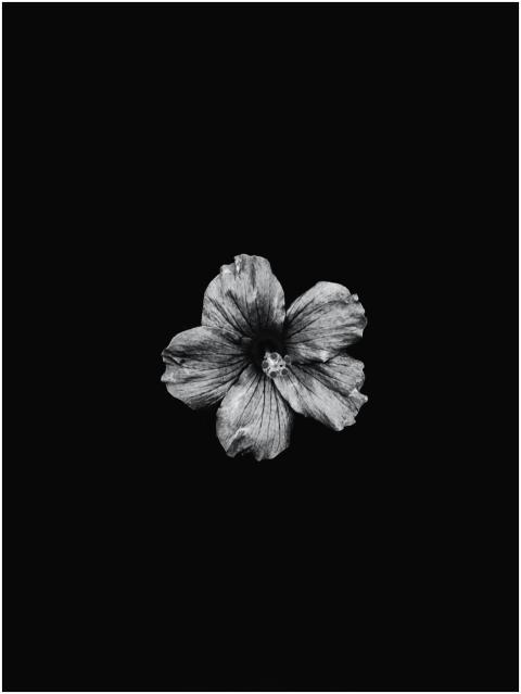 Striking black and white photo of a hibiscus flowe