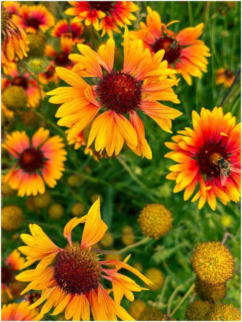 Colorful Gaillardia flowers with a bee, capturing