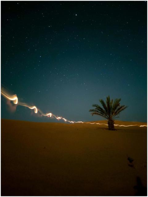 A serene desert night scene featuring a lone palm