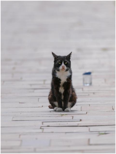Adorable black and white cat sitting on a stone pa