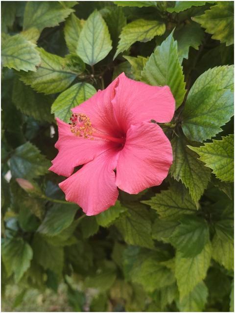 Close-up of a vibrant pink hibiscus flower in El P
