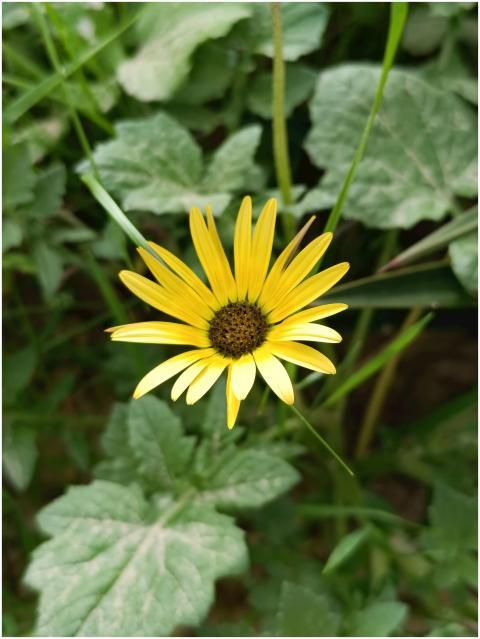 Vivid yellow daisy surrounded by green leaves in a