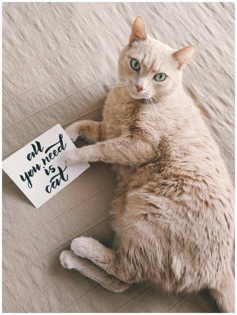 Adorable domestic cat lounging with a handwritten