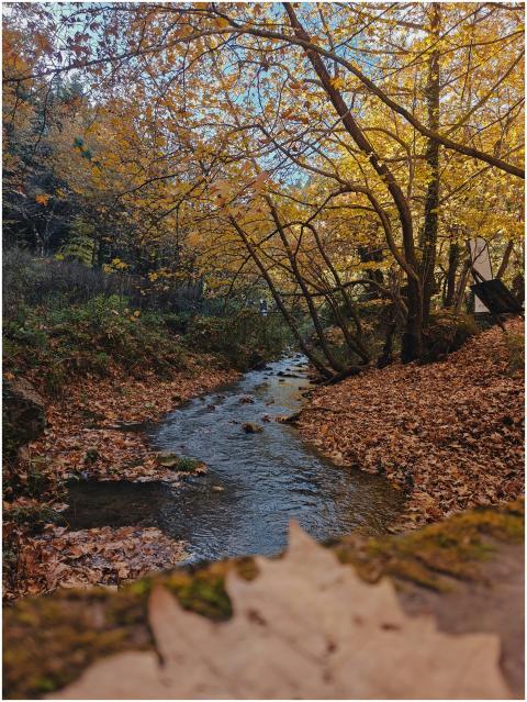 Serene Autumn Stream Woodland