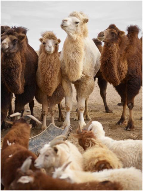 A herd of Bactrian camels and sheep in a desert en