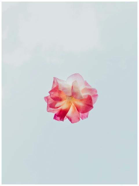 A single pink rose floating gracefully against a s