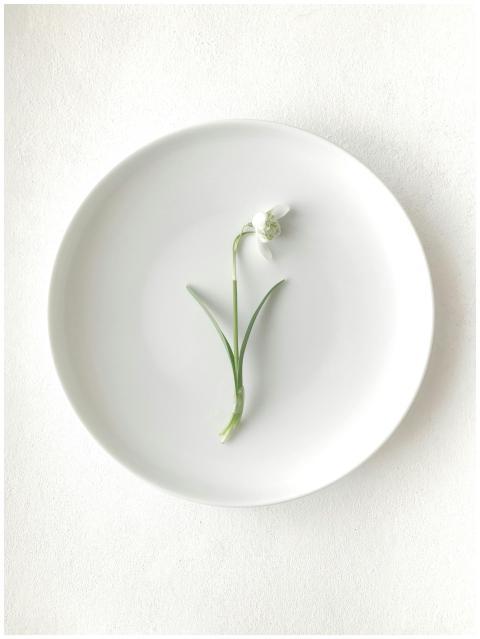 Elegant snowdrop flower arranged on a white plate