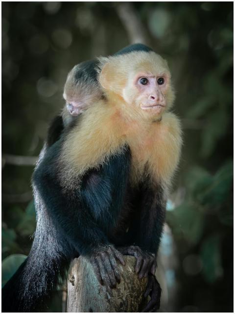Capuchin monkey with baby perched on a branch in C