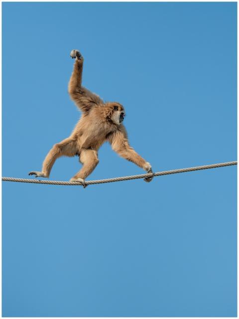 Lar gibbon gracefully balancing on a rope against