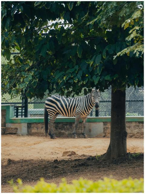 Zebra standing under a tree in a zoo enclosure in