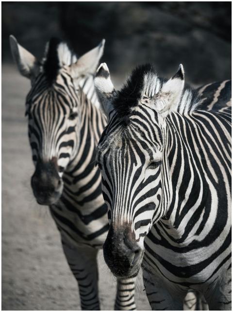 Two zebras standing side by side in a wildlife set