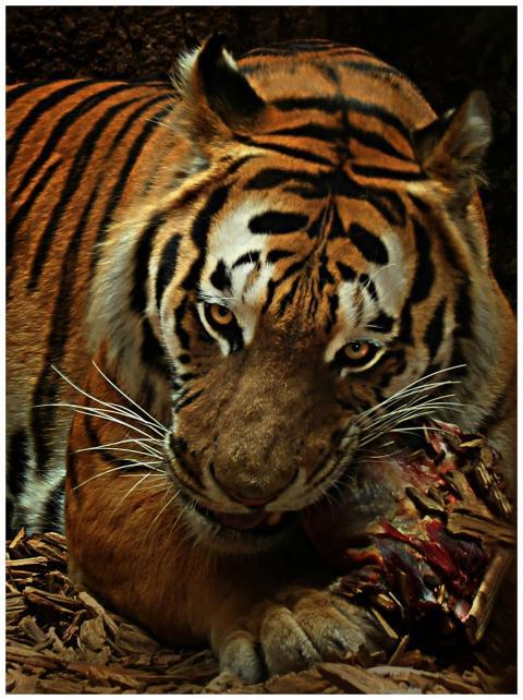 A fierce tiger feasting on prey, showcasing its po