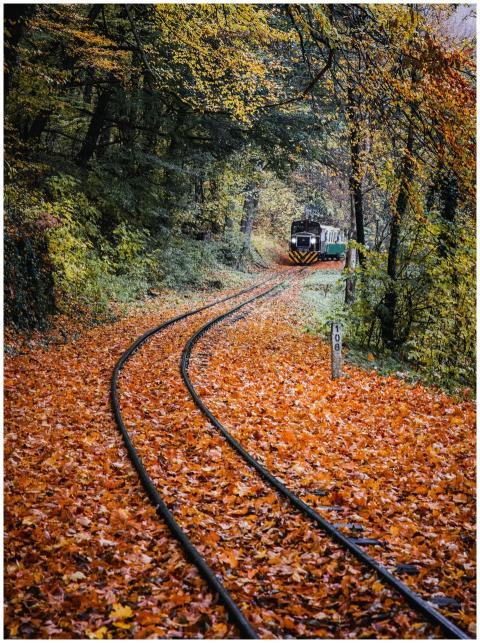 Scenic autumn view of a train traveling through a