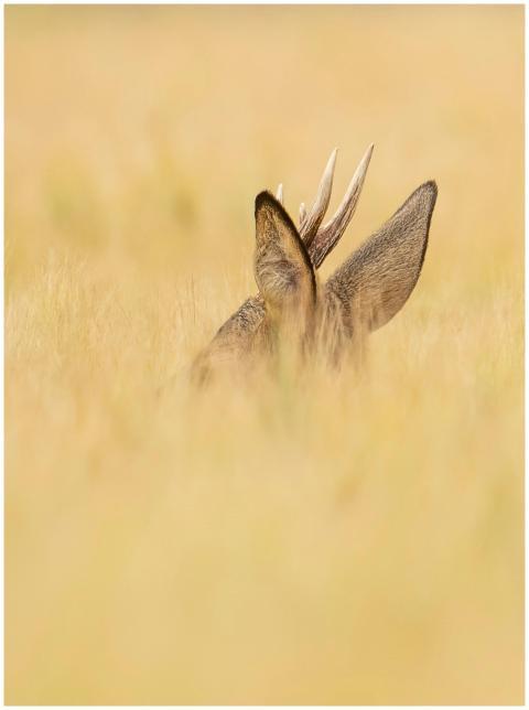 Roe deer antlers and ears peeking through tall dry