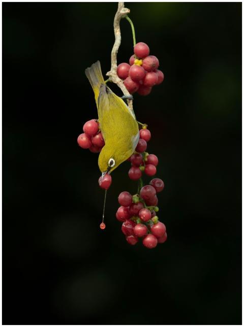 Free stock photo of 4k nature, adult bird