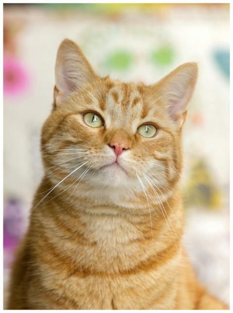 Close-up of a curious orange tabby cat with green