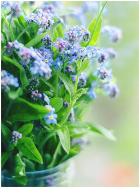 Delicate forget-me-not flowers captured in soft fo