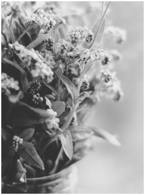 Monochrome close-up of delicate flowers showcasing