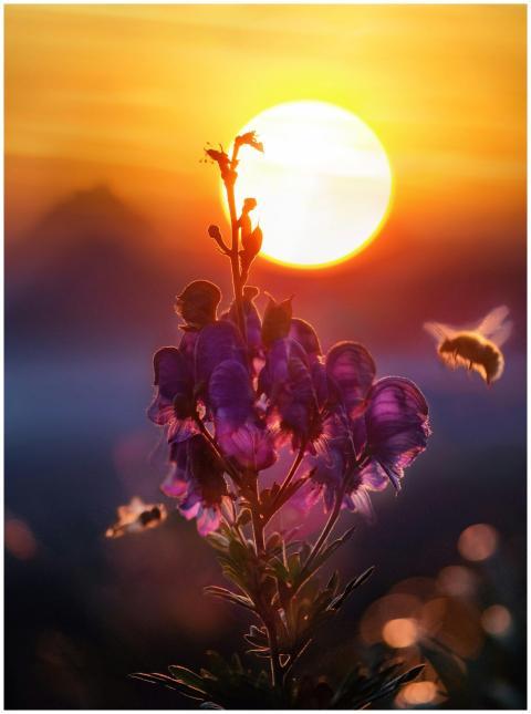 A captivating close-up of a bee pollinating vibran