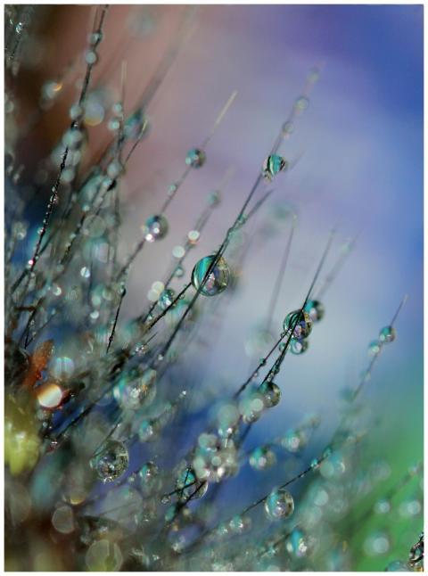 A vividly colored macro close-up of dew drops casc