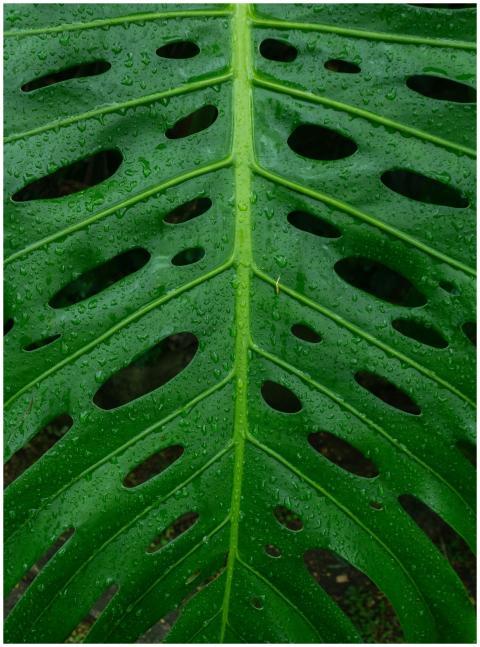 Vivid green Monstera leaf with raindrops, showcasi