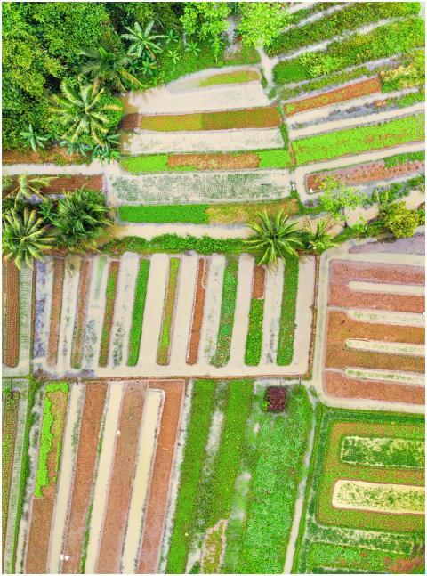 Colorful aerial shot of rice paddies and forest in
