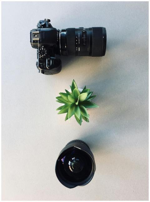 Overhead view of camera, lens, and succulent plant