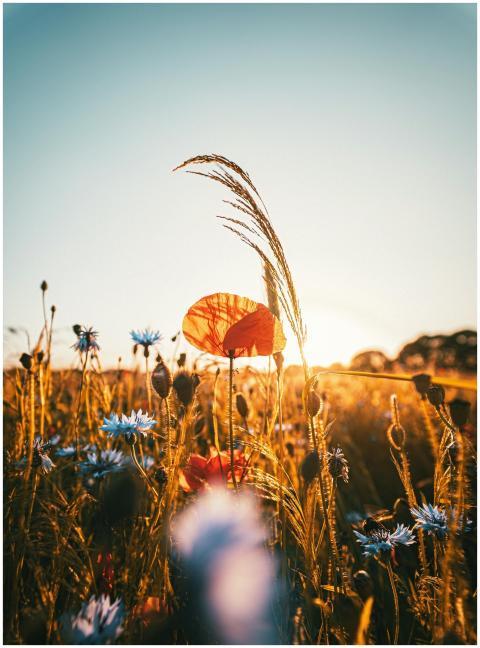 A serene field of poppies and wildflowers in the N
