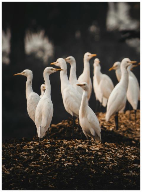 Group of white egrets standing in a natural swamp