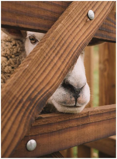 A sheep peeking through a wooden fence, showcasing