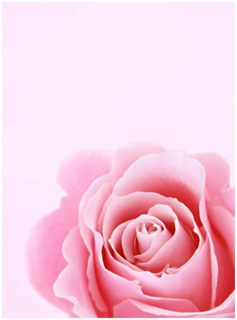 Close-up of a pink rose bloom on a soft pink backg