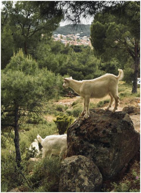 A scenic view of goats grazing on a rocky hill sur