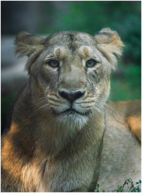 Close-up portrait of a lioness in a natural habita