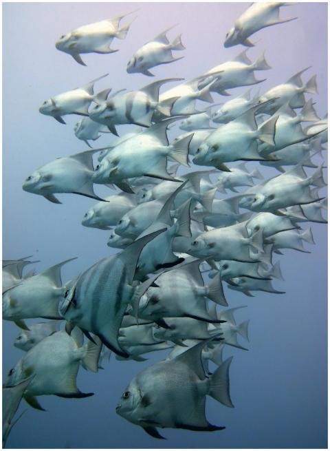 A lively school of fish swimming in the ocean, cap