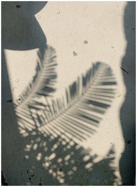 Artistic shadow of palm leaf on a sunlit concrete