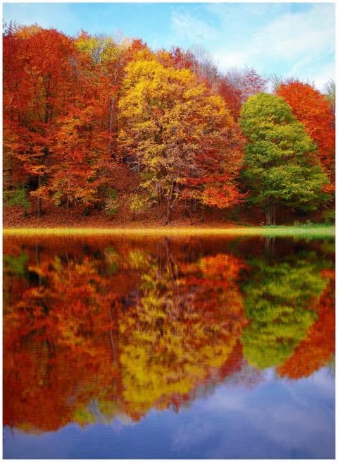 Stunning autumn forest with colorful foliage refle