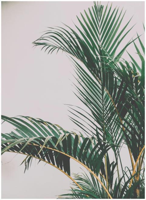 Stylish tropical palm leaves set against a minimal