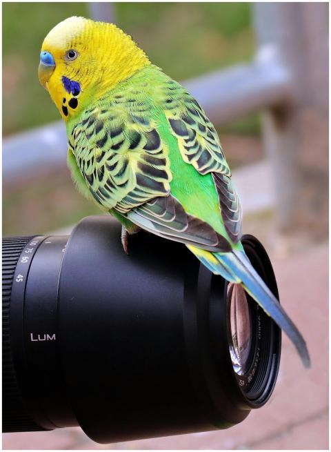 A vibrant green-yellow parakeet perched on a camer