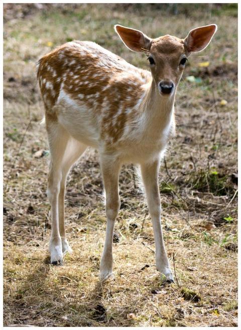 A fallow deer fawn stands alertly on grass in natu
