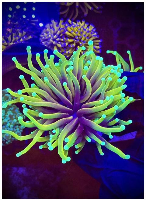 Close-up of fluorescent coral under blue light in