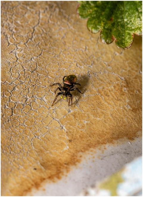 Close-up of a jumping spider on a textured bark-li