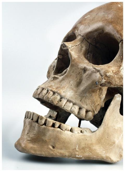 Close-up photo of a detailed human skull with focu