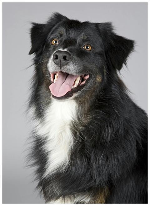Close-up portrait of a joyful Border Collie with a
